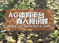 种植基地八(图1)
